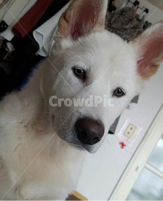 애완동물,애완견,풍산개,dog,개,이쁜개