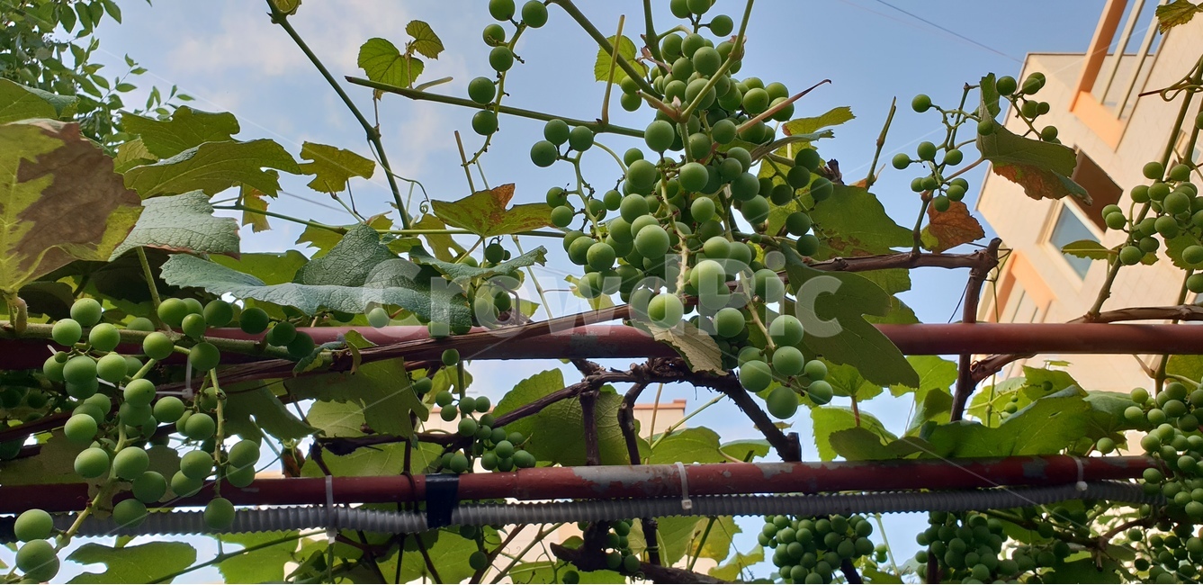 정원풍경,포도,청포도,여름풍경,싱그러움,과일,열매,fruit