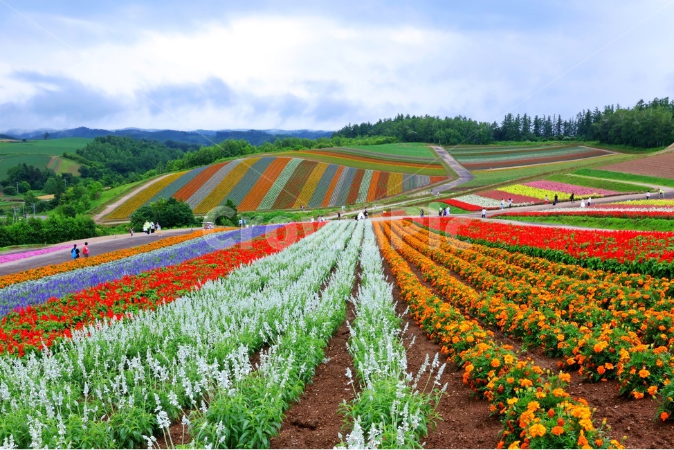 일본,비에이,북해도,꽃,꽃밭,패턴,outdoors,옥외,nature,자연,경치,풍경,경관,자연,풍경,nature,landscape,세계자연풍경,해외자연풍경,외국자연풍경,world nature landscape,농업,농사,agriculture,farming,farming industry
