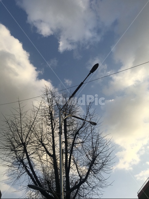 하늘,가로등,sky,나무,자연,식물,자연,plants,nature,나무,trees,wood