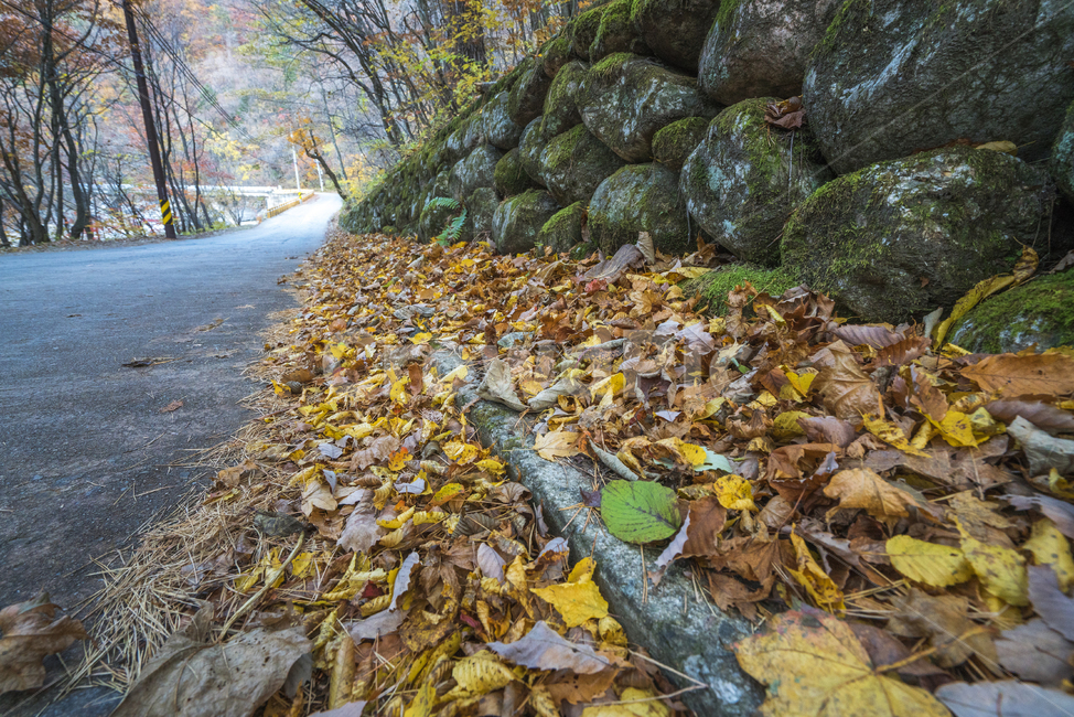 가을,낙엽,자연,풍경,길,가을,계절,fall,autumn,season,ground,바닥,leaf,잎,plant,식물,dirt road,흙길,road,도로,gravel,자갈,tree,나무