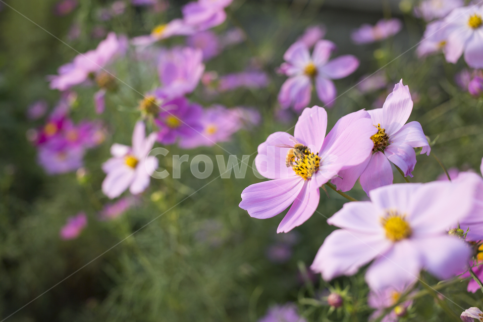 plant,식물,flower,꽃,blossom,코스모스,cosmos,가을,계절,fall,autumn,season,식물,자연,plants,nature,꽃,flower