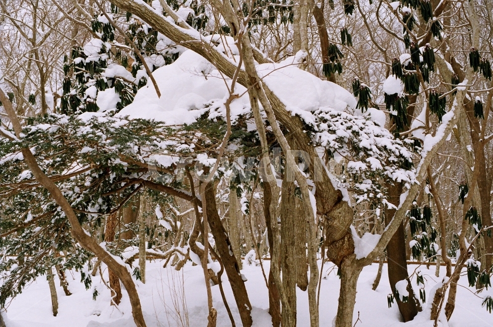 필름사진,제주도,한라산,눈,겨울,겨울,계절,winter,season,식물,자연,plants,nature,나무,trees,wood