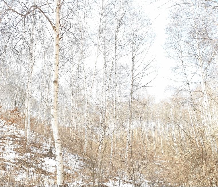 자연,겨울,눈,나무,자작나무,나무,trees,wood