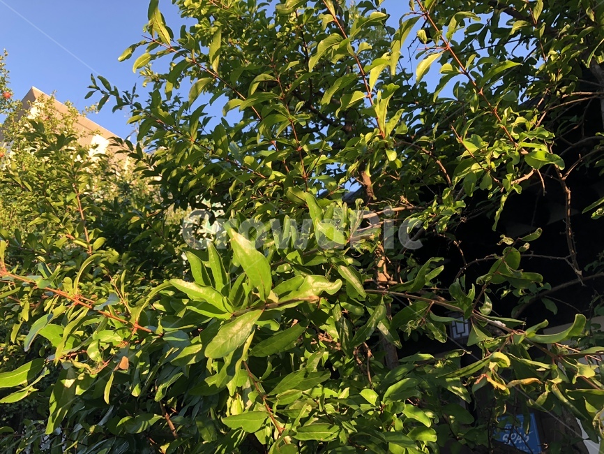 나무,나뭇잎,초록,식물,잎,plant,leaf,식물,자연,plants,nature