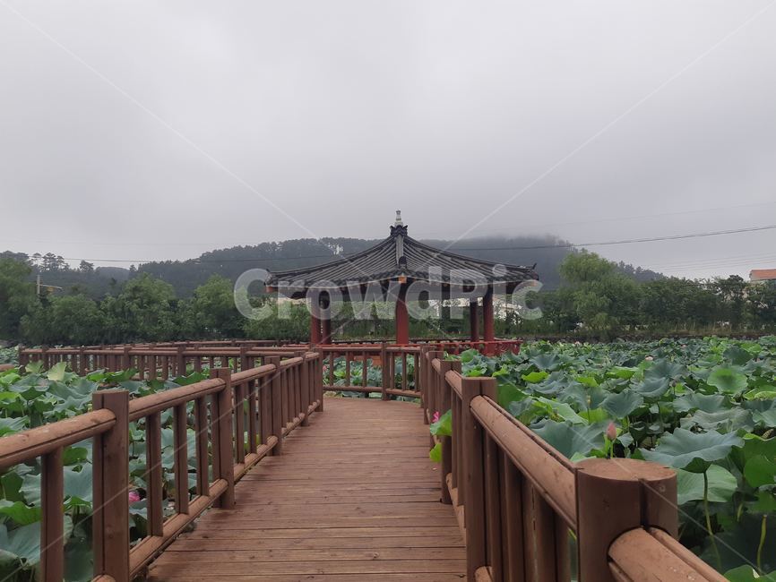 산책로,연꽃,정자,큰연꽃,연꽃들
