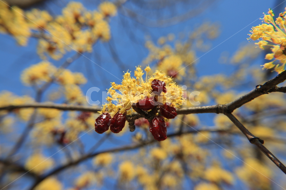 봄,산수유,꽃,spring,flower,봄,계절,spring,season,식물,자연,plants,nature,꽃,flower,plant