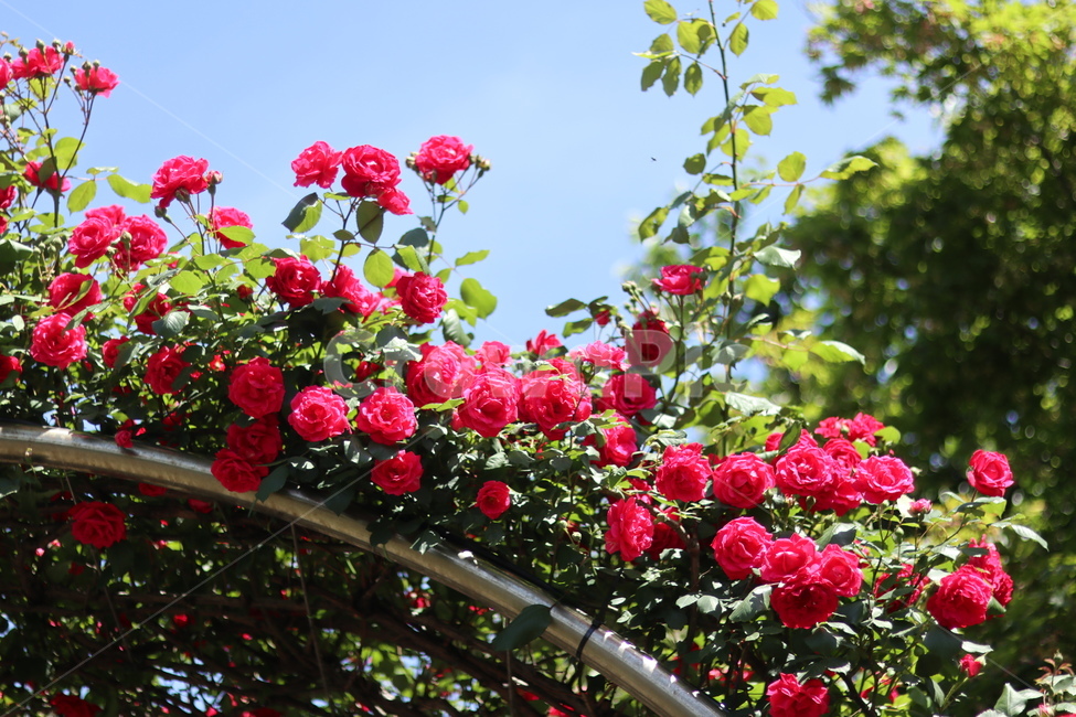 장미,5월,풍경,빨강,꽃,식물,자연,plants,nature,꽃,flower