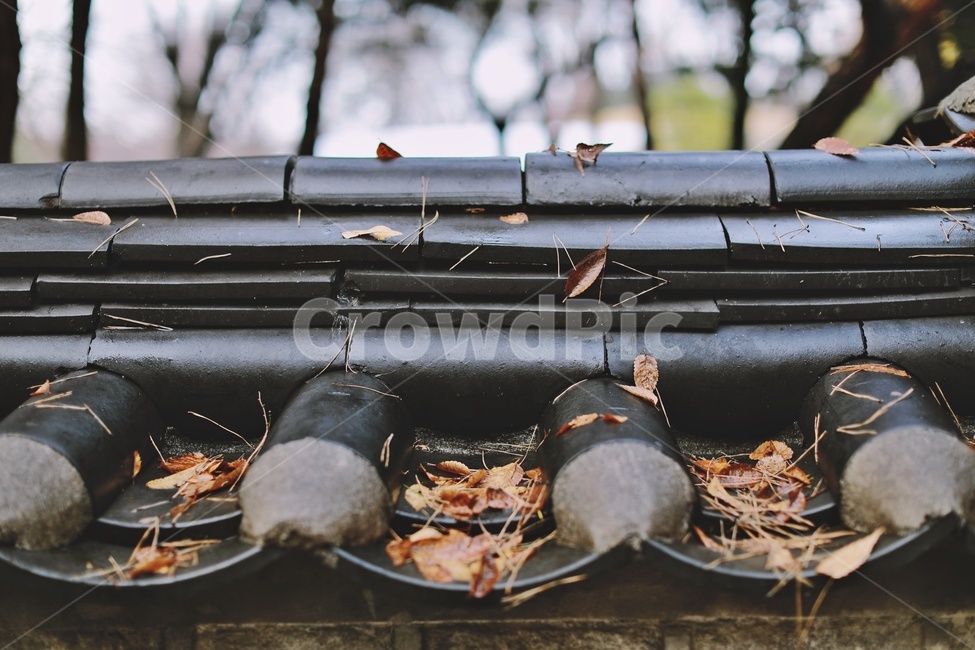 낙엽,가을,기와,담장,rooftile,wall,fall,fallenleaves,가을,계절,fall,autumn,season,한국전통,한국문화,korean traditional,korean culture,건축물,건물외관,exterior,building,structure,architecture,construction