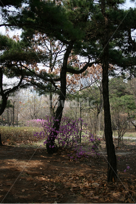 소나무,솔숲,나무,숲,식물,솔향,푸른숲,진달래,자연,풍경,nature,landscape,한국자연풍경,한국자연경관,korea nature landscape,식물,plants,나무,trees,wood,plant,tree,tree trunk,나무 줄기,ground,바닥