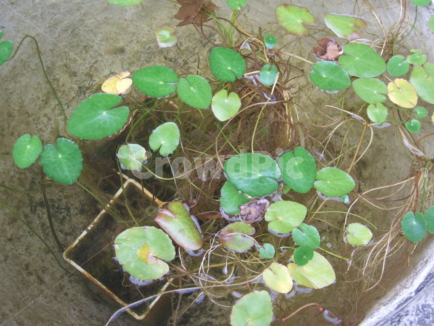 식물,수생식물,한국의식물,잎,관상식물,식물,자연,plants,nature