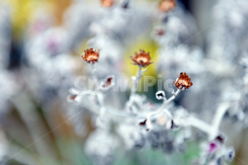 식물,꽃,감성사진,자연,flower,꽃사진,봄,봄꽃,계절,감성,4월,spring,힐링,자연풍경,풍경,봄,계절,spring,season,식물,자연,plants,nature,꽃,flower,outdoors,옥외,ice,빙