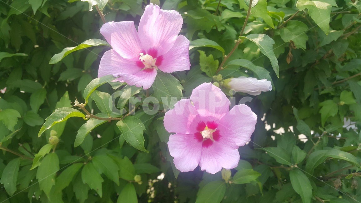 꽃,무궁화,무궁화꽃,계절,여름,flower,summer,season