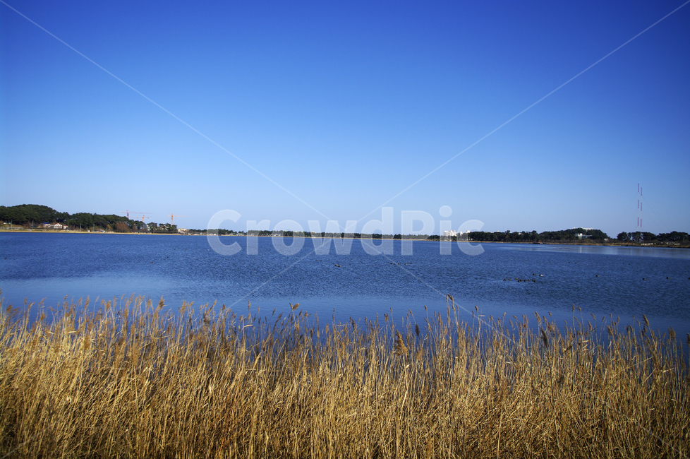 호수,갈대,식물,plant,겨울,하늘,color,겨울,계절,winter,season,자연,풍경,nature,landscape,grass,잔디,lawn