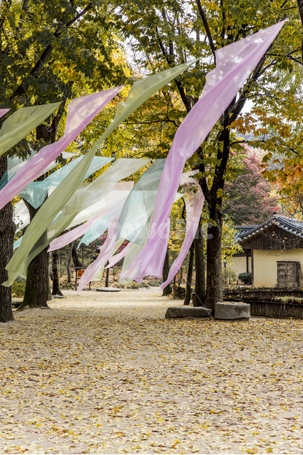 염색,무늬,문양,가을,단풍,낙엽,가을,계절,fall,autumn,season,한국전통,한국문화,korean traditional,korean culture,tree,나무,plant,식물