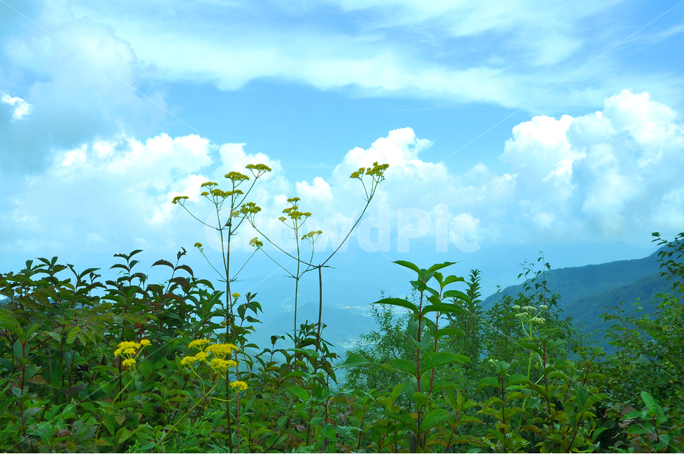 구름,산,능선,하늘,맑음,파랑색,블루,sky,cloud,clean,환경,바탕,배경,백그라운드,푸른,화창한,background,청명,blue,산아래,풍경,landscape,등산,mountain,healing,힐링,뭉게구름,맑은날,야생화,꽃,마타리,자연,풍경,nature,landscape,식물,plants,꽃,flower,outdoors,옥외,weather,날씨