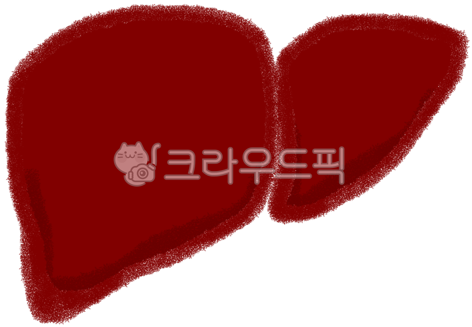 간,간손그림,간모형,간모양,간장기,인체간,내장간,빨간간,해부,간소화기관,간해부,간그림,간디자인,해부학,간손상