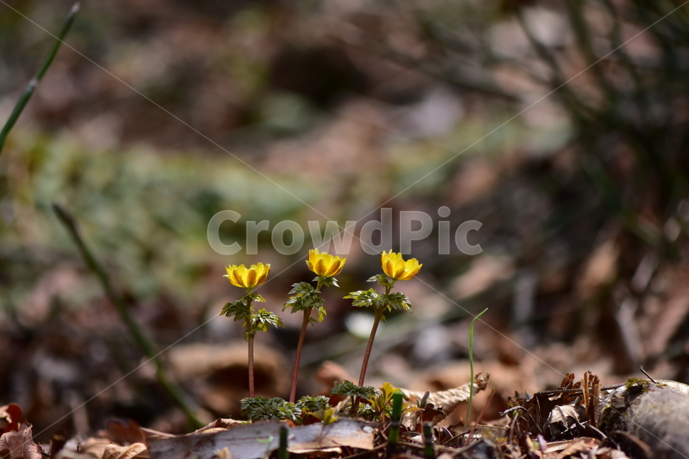 복수초,애기복수초,야생화,봄,꽃,풀꽃,자연,식물,식생,plants,nature,spring,season,flower