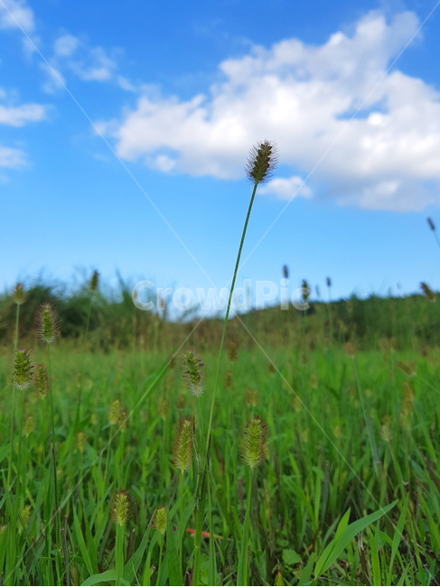 강아지풀,여름,감성,구름,계절,summer,flower,plants,nature,sky,식물,하늘,자연,풀,자연,풍경,nature,landscape,식물,plants,field,들,grassland,목초지,outdoors,옥외