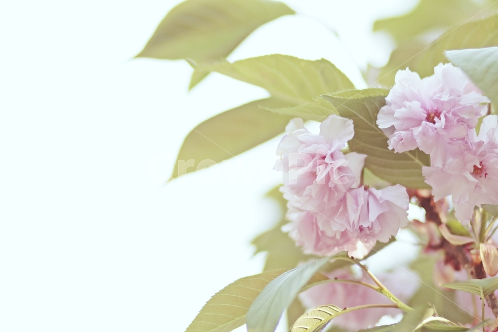 spring flowers,spring,Spring feeling,Cherry Blossom,spring photo,Spring emotional photo,Emotion,Emotional photo