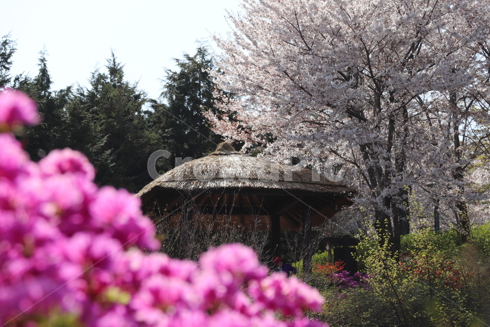 plant,식물,flower,꽃,blossom