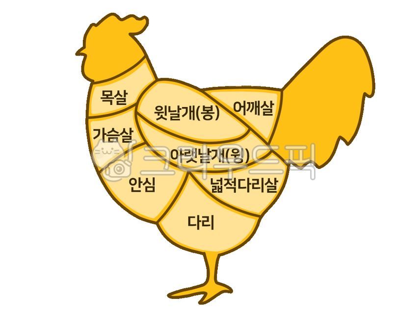 닭고기,부위,닭부위,닭,목살,날개살,어깨살,안심,가슴살,닭가슴살,어꺠살,넓적다리살,다리살,정육점,축산업,육식,부위별명칭,일러서트,동물,chicken,그래픽