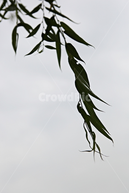 버들잎,버드나무,나무,나무잎,배경,식물,자연,plants,nature