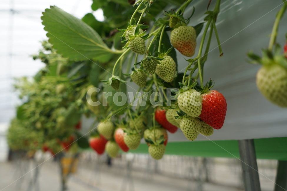 딸기,strawberry,과일,식물,fruit,food,음식,덜익은딸기,비닐하우스,과일,열매,fruit