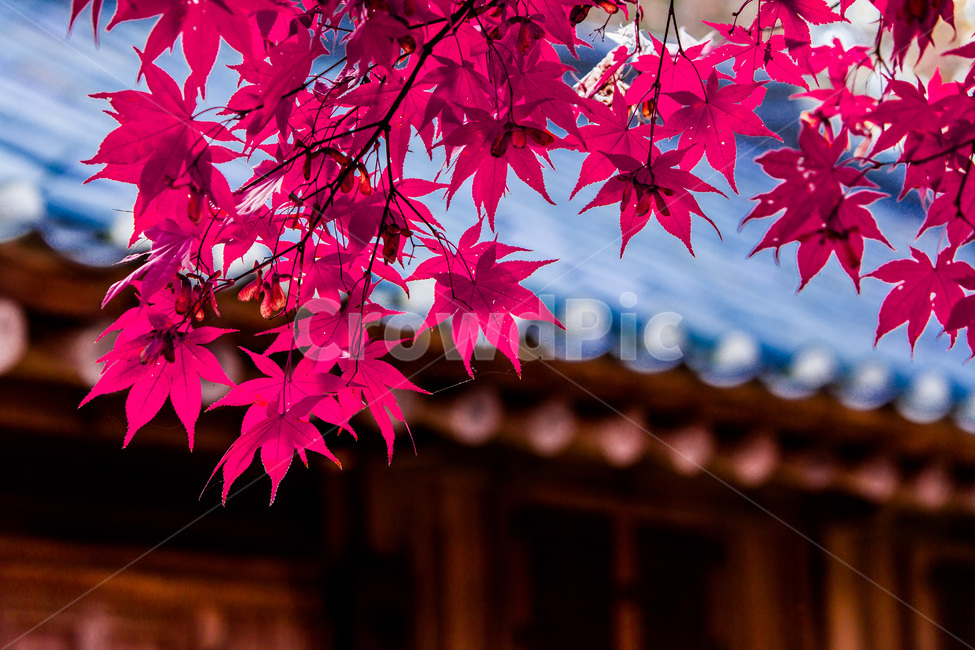 가을,풍경,기와,낙엽,단풍,전통기와,지붕,가을빛,가을,계절,fall,autumn,season,한국전통,한국문화,korean traditional,korean culture,식물,자연,plants,nature,leaf,잎,plant,tree,나무