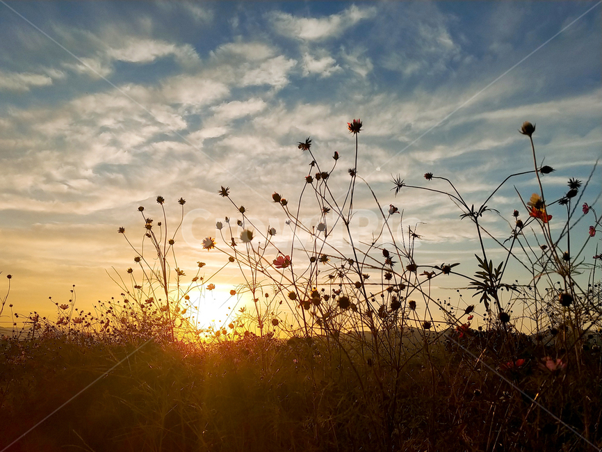 노을,하늘,햇빛,구름,가을,자연,풍경,nature,landscape,식물,plants,꽃,flower,flare,플레어,light,빛,sunlight,outdoors,옥외,sky