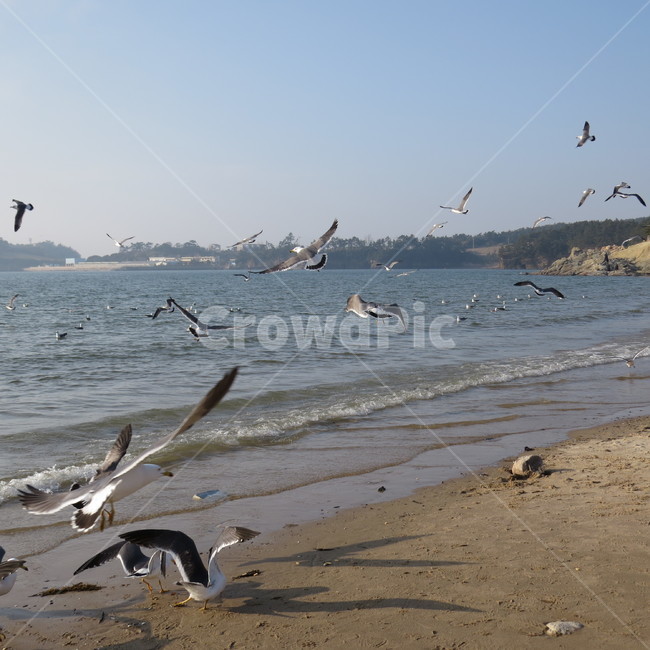 바다,격포,해수욕장,바닷가,해안,갈매기,풍경,기분좋은,파란,해변,해변가,동물,animal,조류,새,birds
