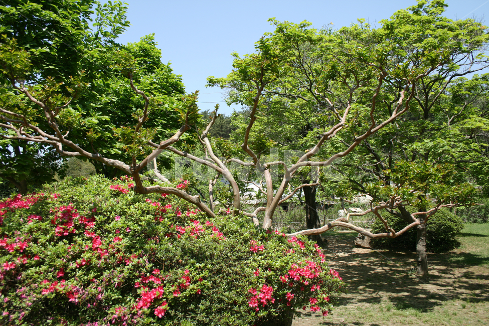 철쭉,꽃,나무,붉은꽃,식물,flower,자연,풍경,nature,landscape,식물,plants,나무,trees,wood,plant