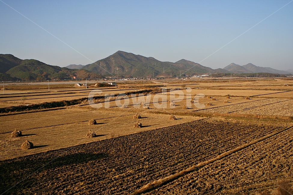 논,볏단,대지,자연,풍경,산업,industry,industrial,농업,농사,agriculture,farming,farming industry