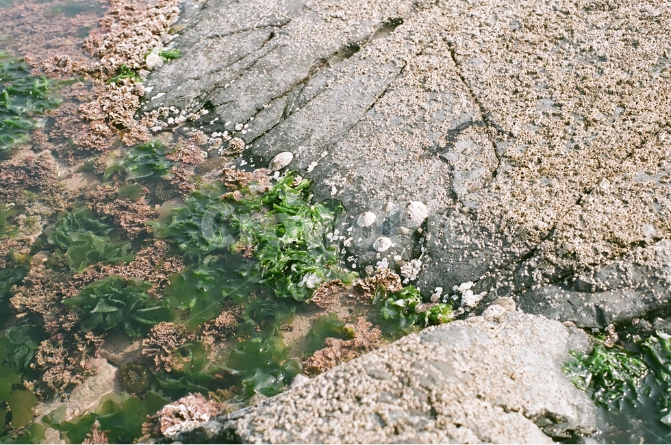 미역,해조류,해초,바다생물,바닷물,바다속,물속