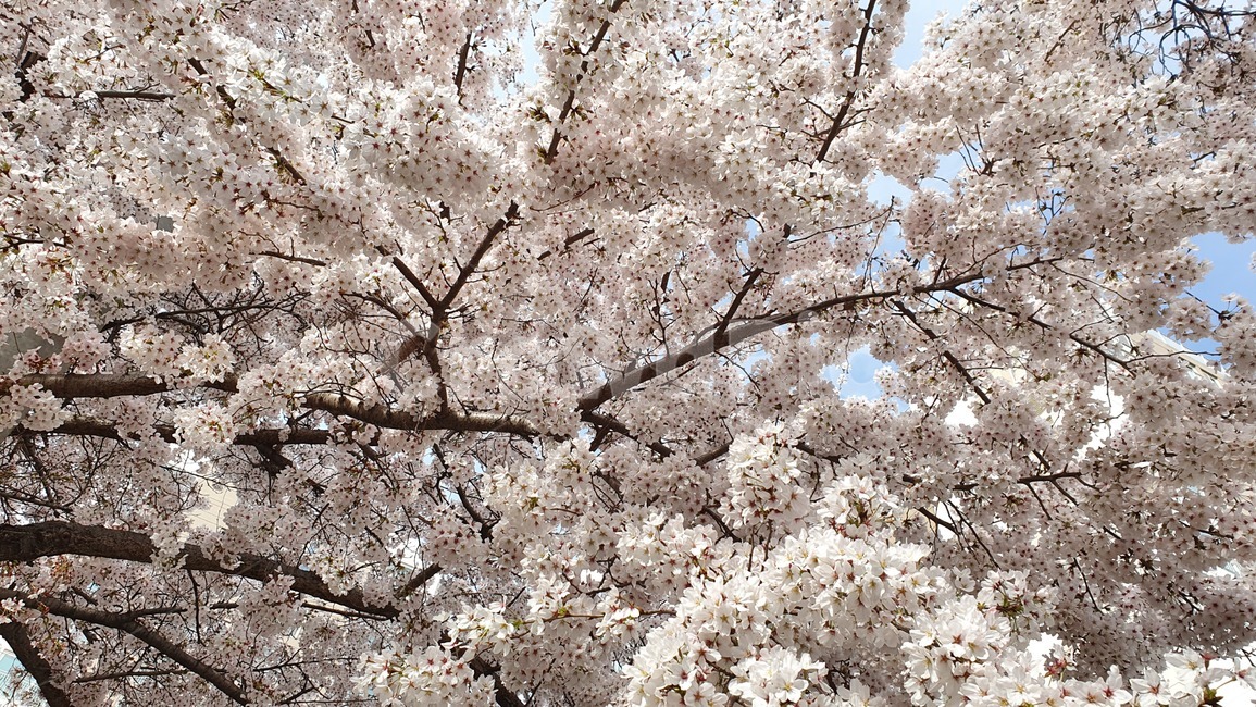 plant,식물,flower,꽃,벚꽃,4월,봄,나무