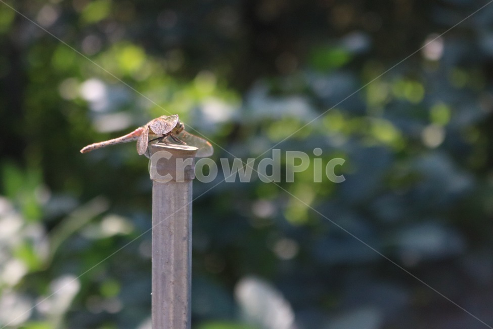 잠자리,곤충,자연,날개,dragonfly,tonbo,insect,konchuu,nature,wings,tsubasa,나무,식물,tree,ki,plants,shokubutsu,동물,animal,곤충,벌레,insect,bug