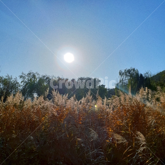 가을,갈대,자연,하늘,나무,단풍,햇빛,오후,힐링,autumn,fall,brown,가을,계절,fall,autumn,season,자연,풍경,nature,landscape,grass,잔디,plant,식물,outdoors,옥외