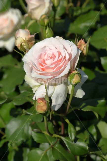 장미,장미꽃,꽃,rose,flower,백장미,하얀장미,5월,6월