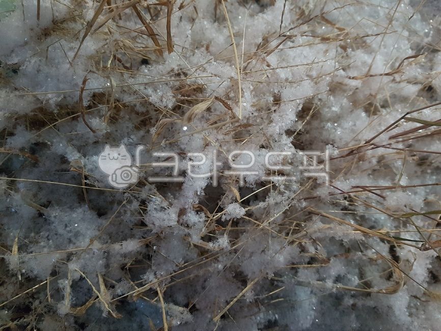 잡초,배탕,배경,배경지,바탕지,갈대,공원,추상,옥외,nature,자연,ice,빙,snow,눈