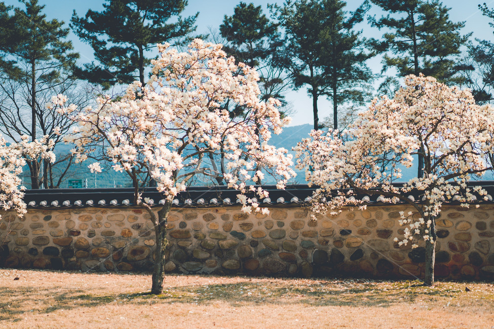 식물,목련,목련꽃,flower,plant,tree,magnolia,흰꽃,꽃,blossom