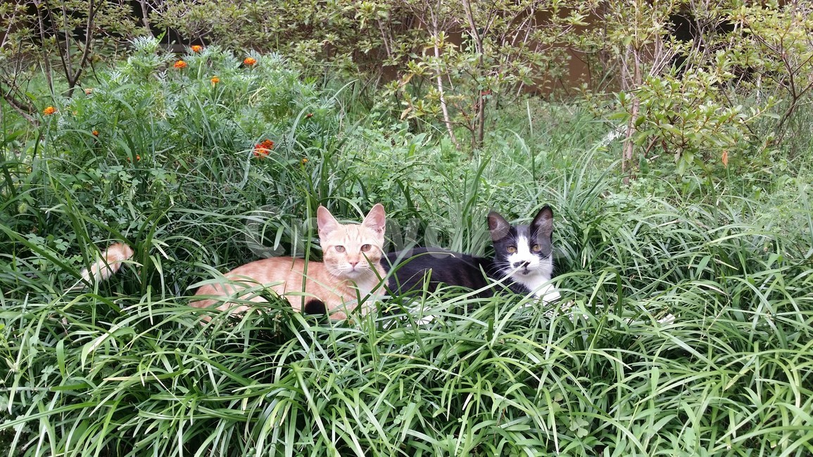 고양이,동네고양이,치즈고양이,턱시도고양이,고양이정면샷,한국고양이,코리안숏헤어,코숏,고양이두마리,캣초딩,아파트화단