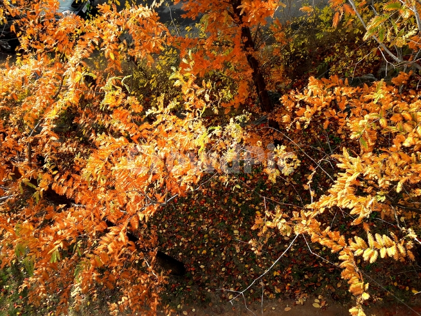 단풍,maple,나무,가을,leaf,잎,tree,fall,낙엽,fallenleaves,autumncolors,가을,계절,fall,autumn,season