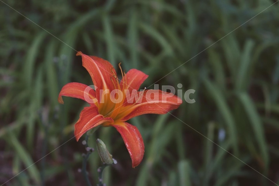 식물,plant,봄,꽃,자연,계절,flower,spring,nature,감성사진,감성,색상,색채,채도,색감,잎,풀,경치,blossom