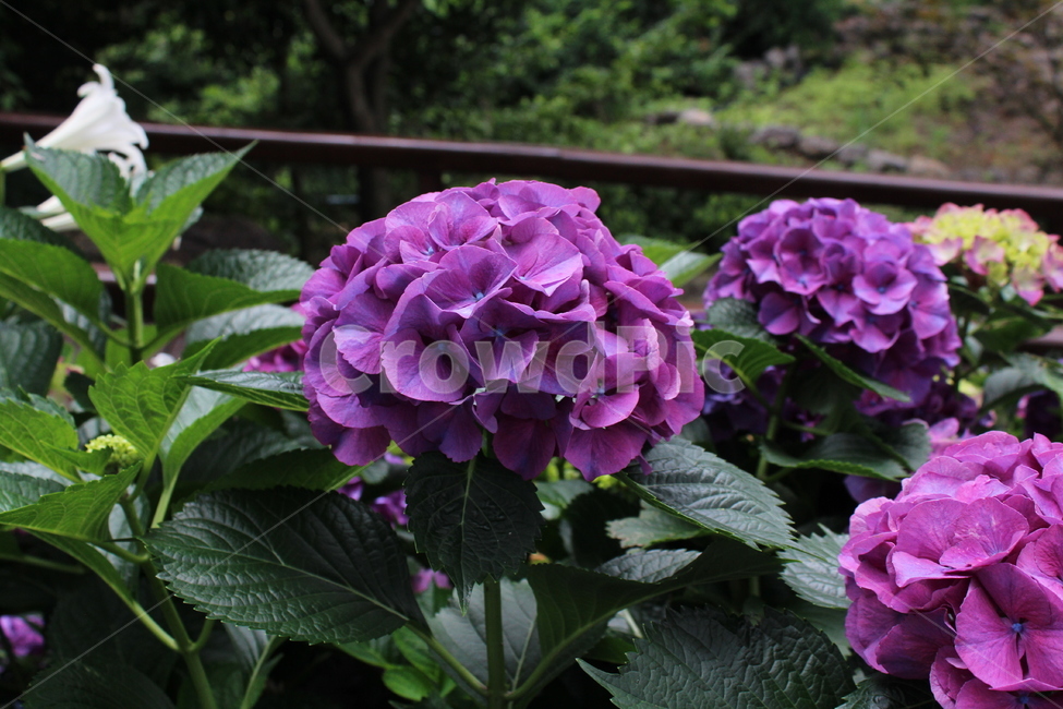 꽃,수국,연꽃,제주도꽃,도깨비,도깨비꽃,축제,6월의꽃,6월,식물,자연,plants,nature,꽃,flower