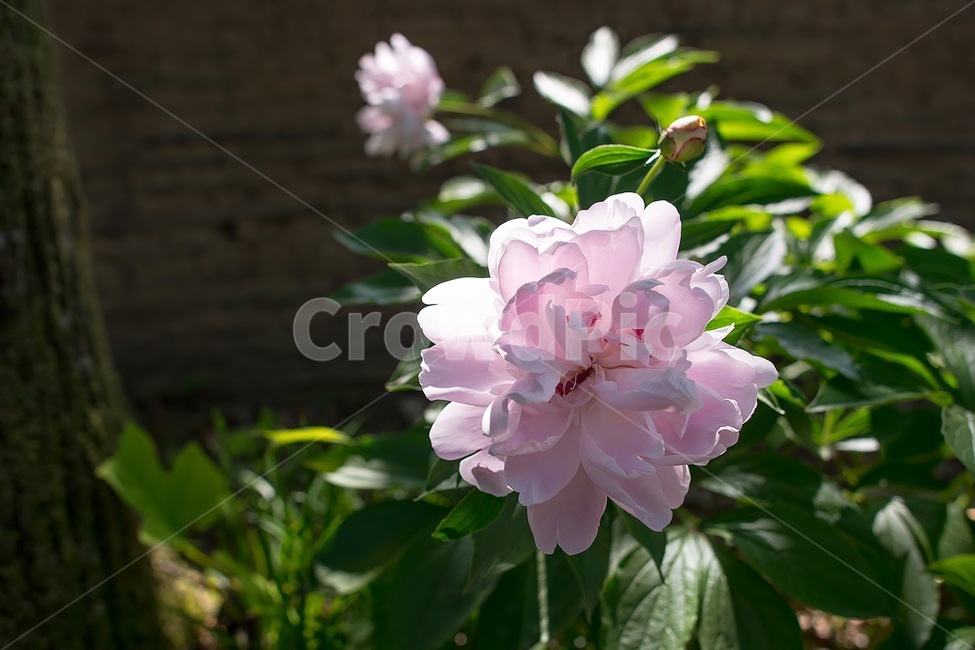 봄,꽃,분홍꽃,작약,식물,식물,자연,plants,nature,꽃,flower