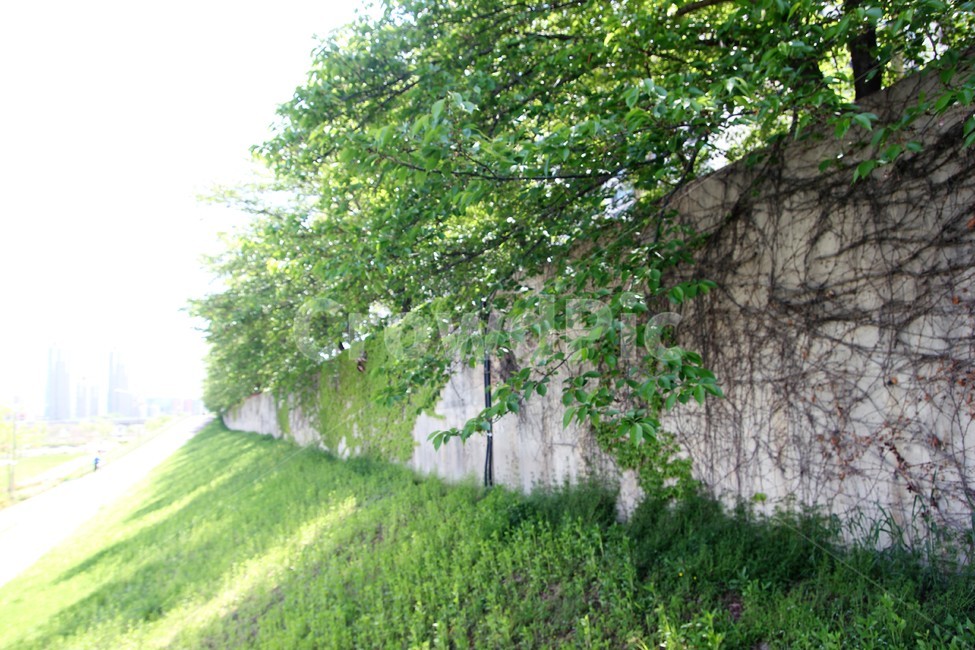 봄,spring,초록,나무,green,tree,식물,자연,plants,nature