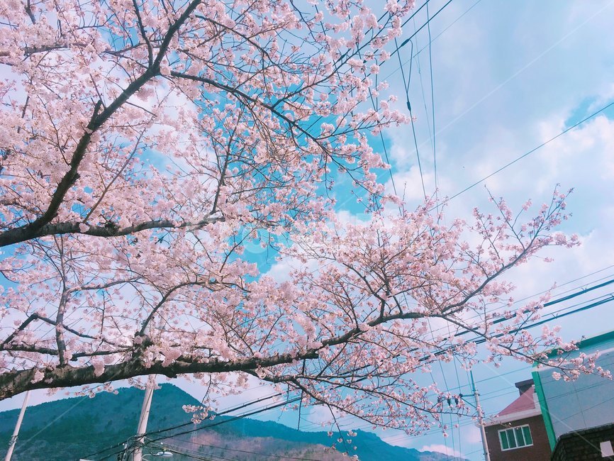 진해,봄,꽃,벚꽃,풍경,배경,하늘