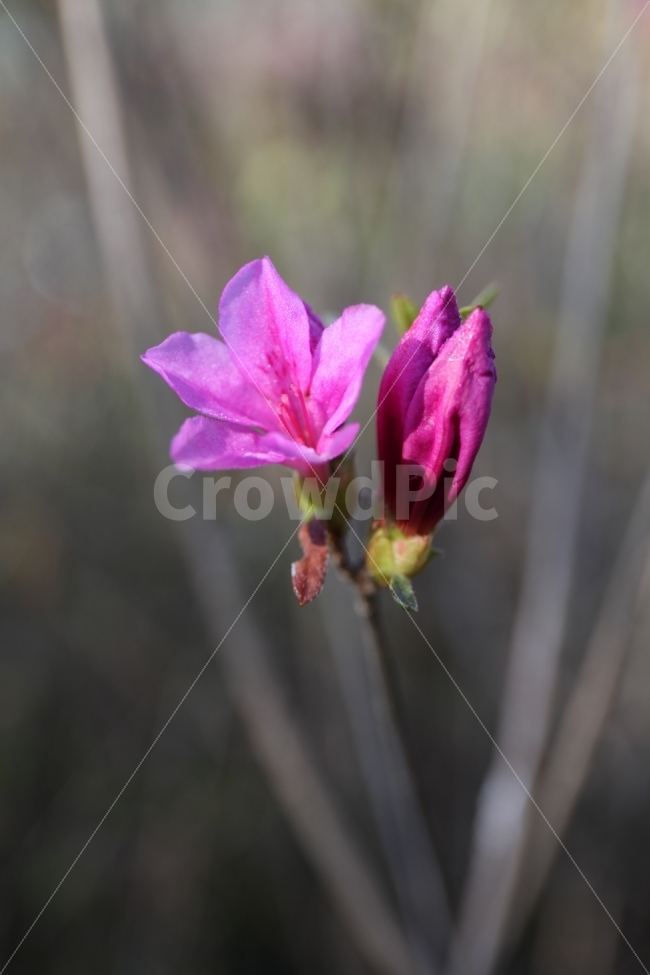 철죽꽃,꽃,봄,연분홍,접사,식물,자연,plants,nature,꽃,flower
