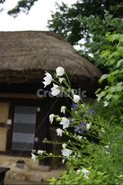 민속촌,하얀꽃,초가집,들꽃,꽃무더기,식물,자연,plants,nature,꽃,flower
