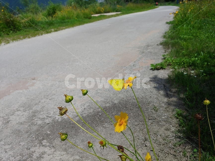 풍경,들꽃,나비,길,노란,식물,자연,plants,nature,꽃,flower